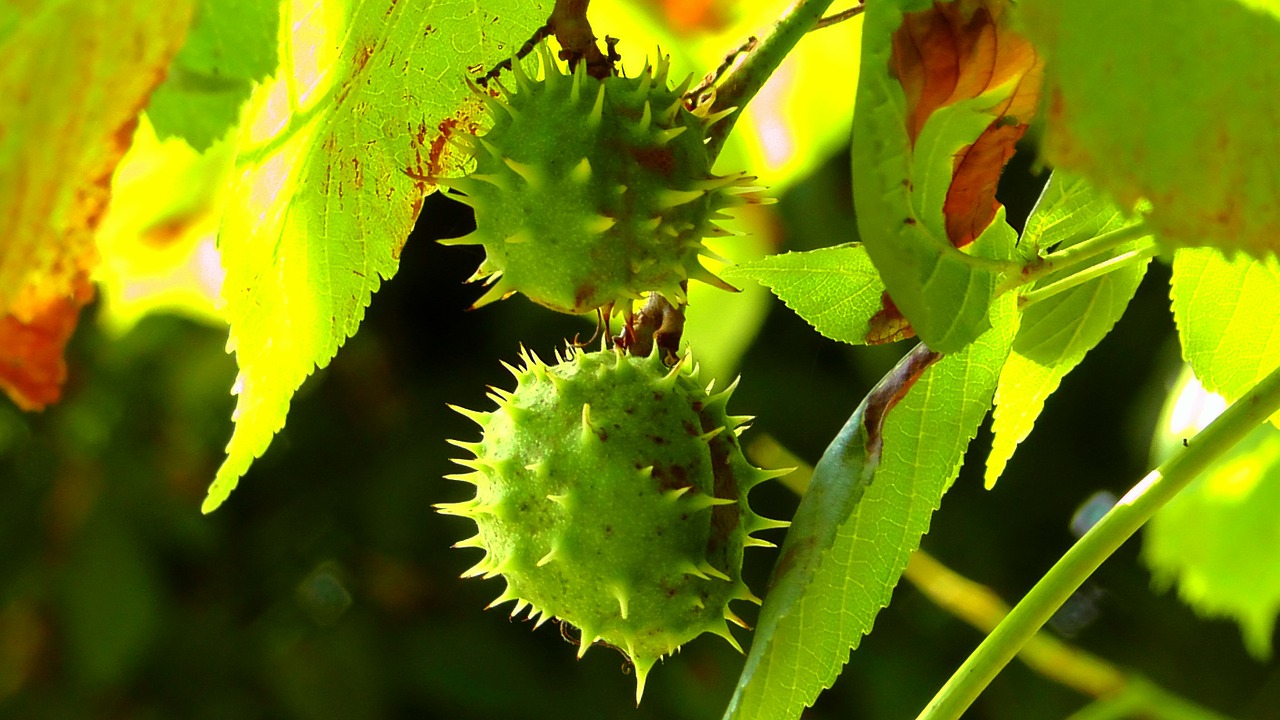 chestnut tree nature free photo