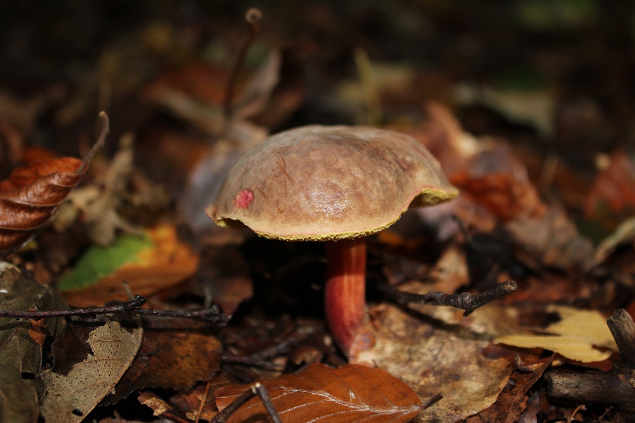 chestnut mushroom cep free photo