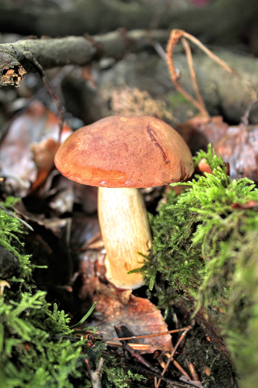 chestnut cep mushrooms free photo