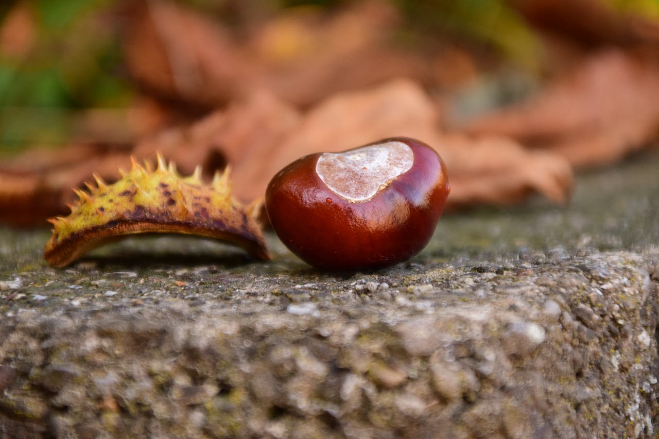 chestnut close buckeye free photo