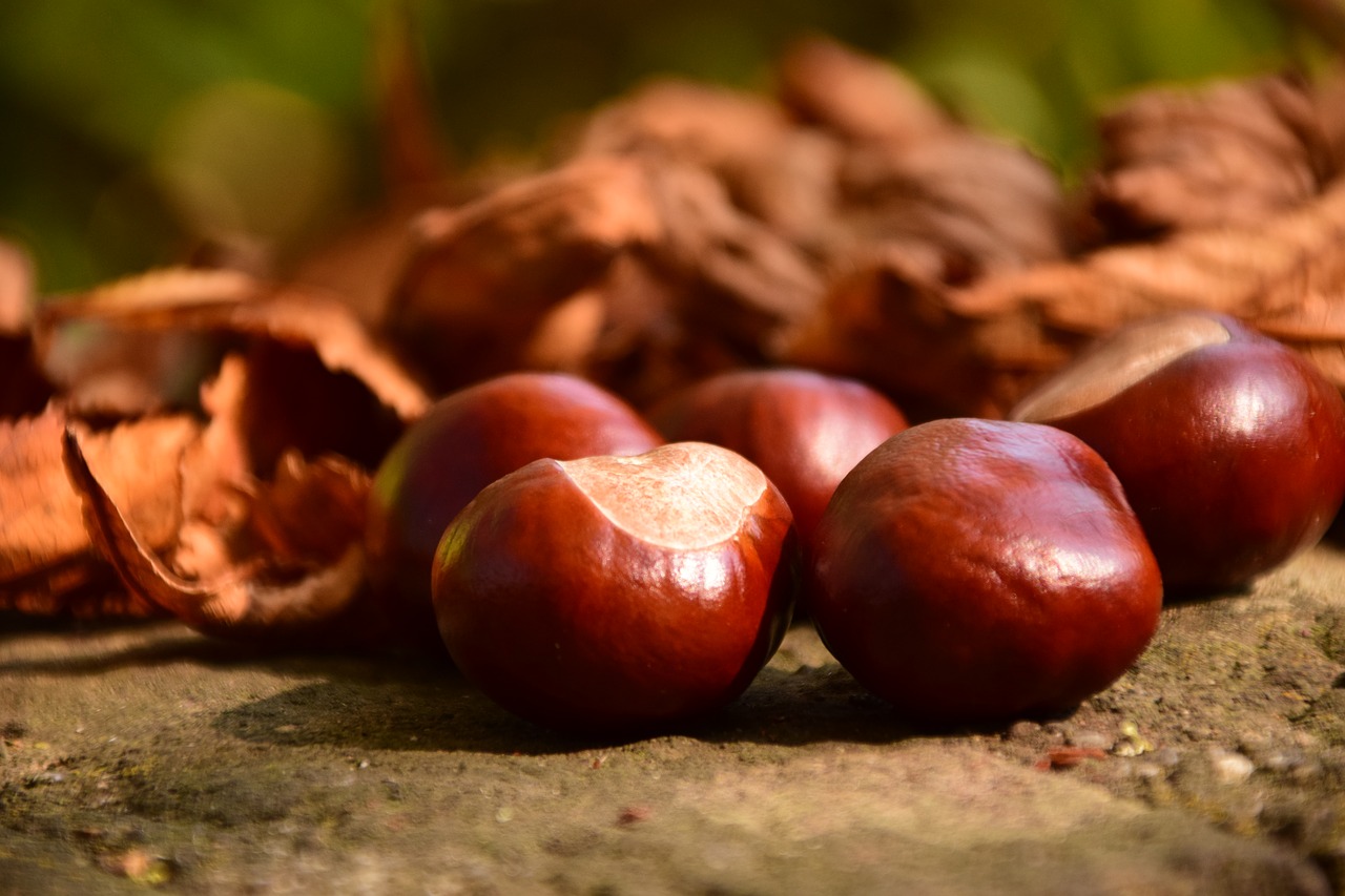 chestnut close buckeye free photo