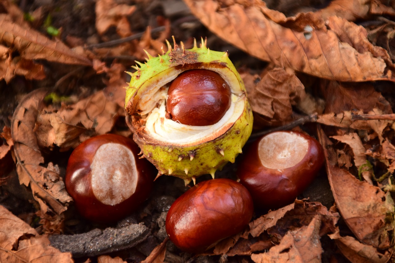 chestnut autumn prickly free photo