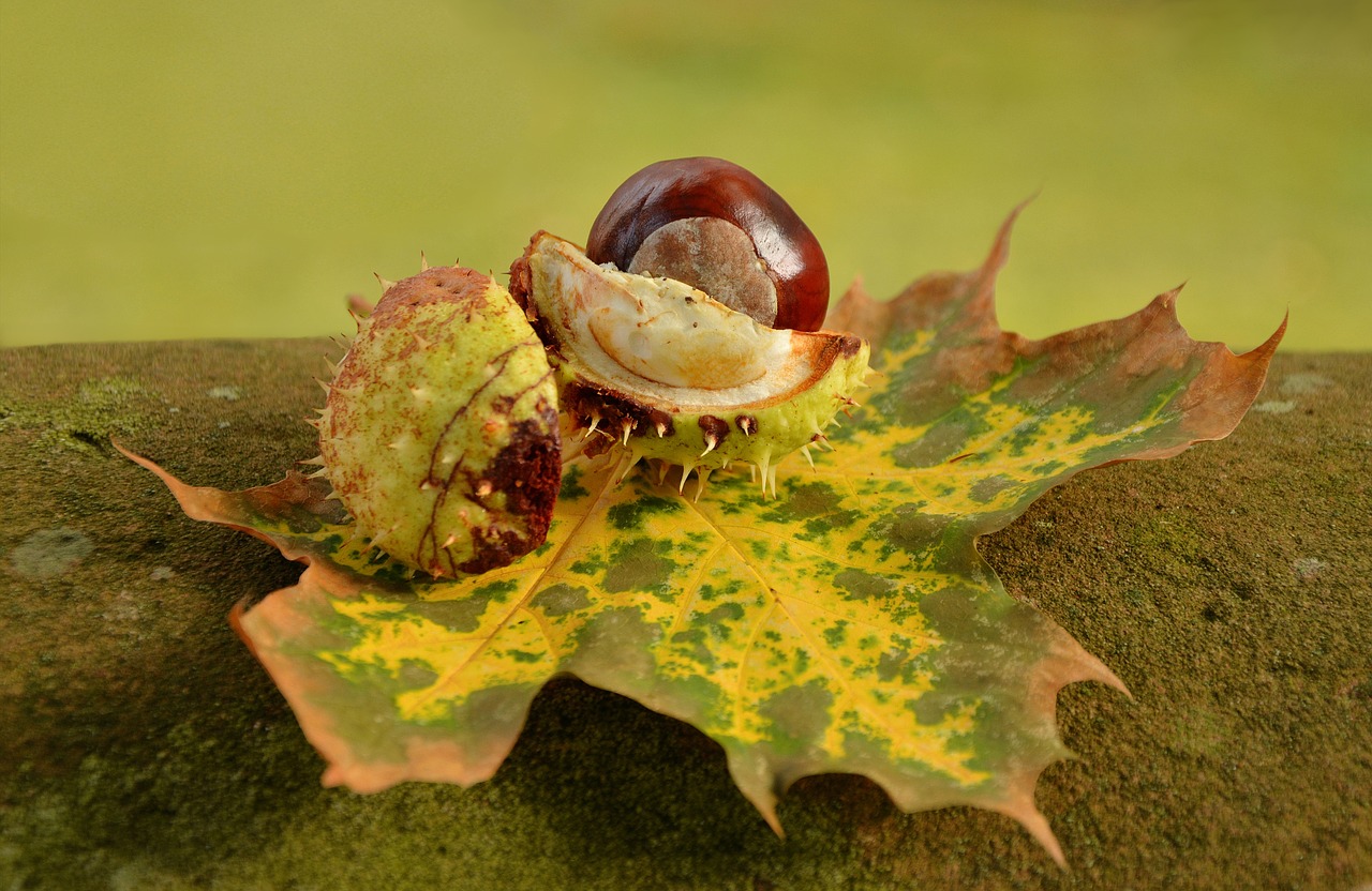 chestnut autumn golden october free photo