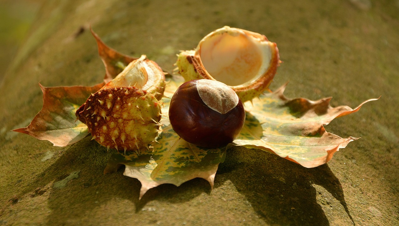 chestnut autumn golden october free photo