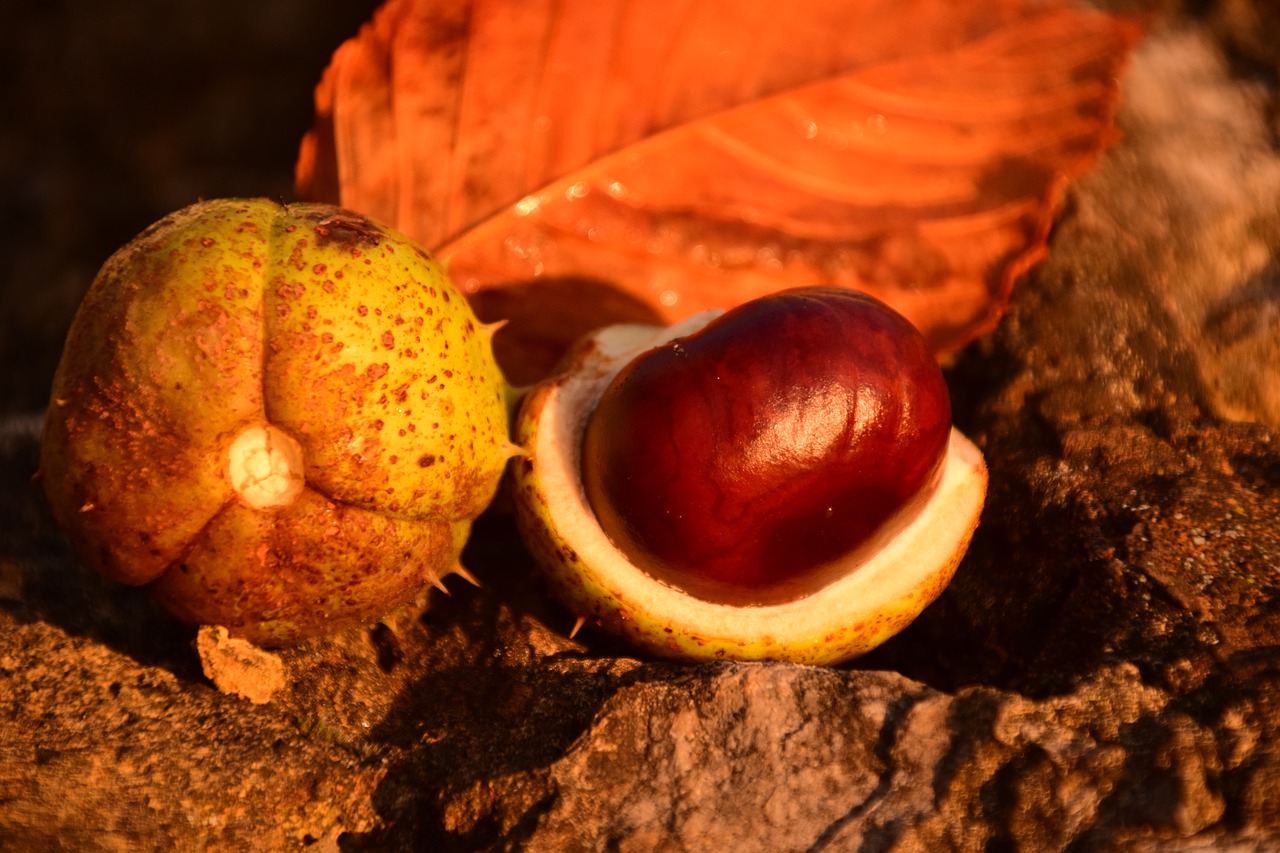 chestnut horse chestnut ordinary rosskastanie free photo