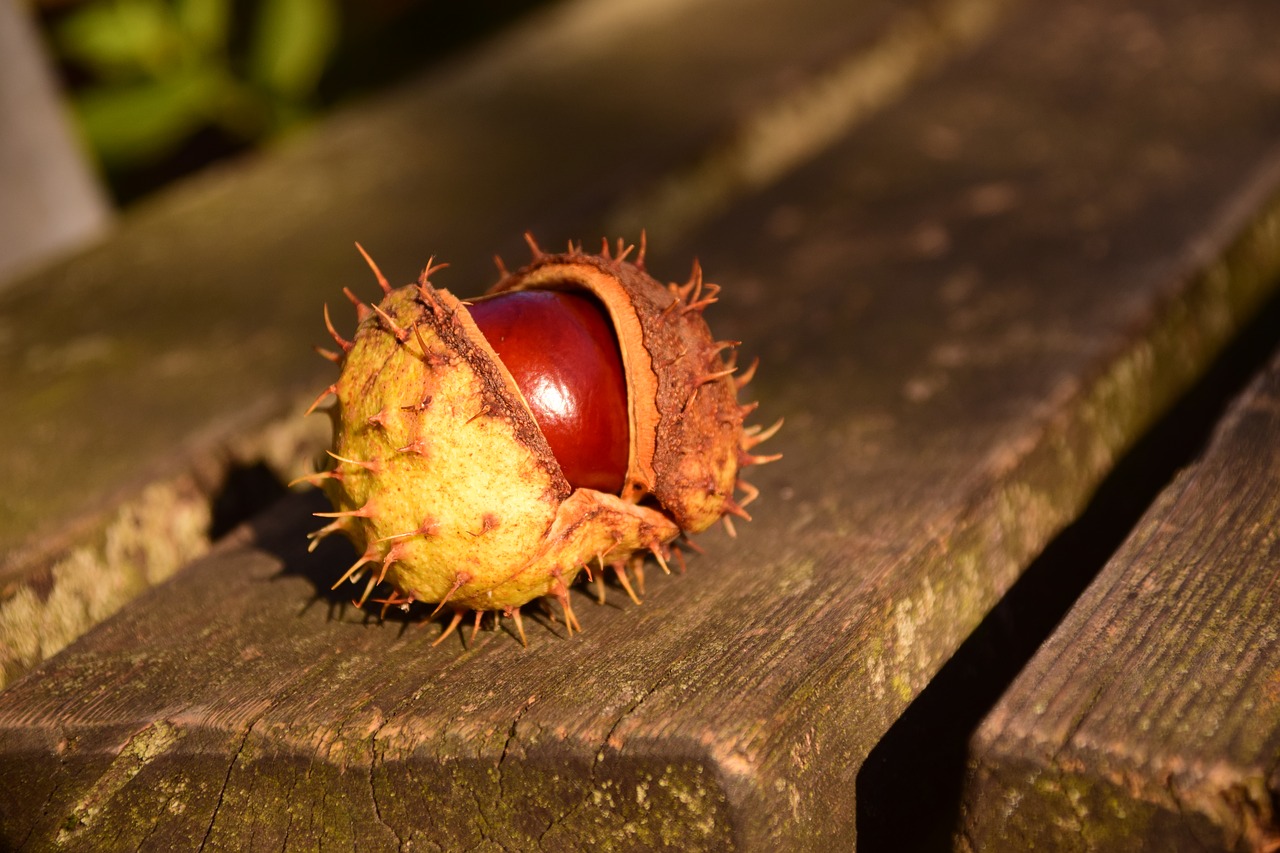 chestnut buckeye ordinary rosskastanie free photo