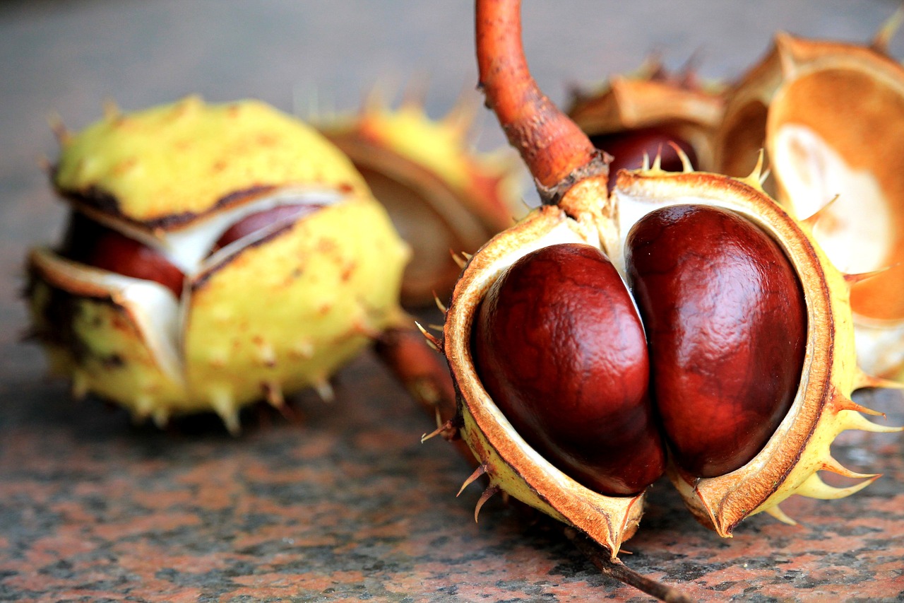 chestnut autumn prickly free photo