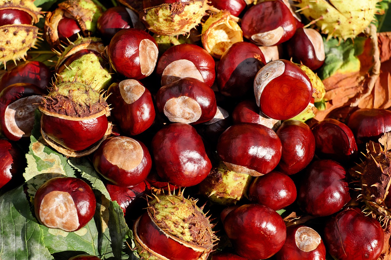 chestnut buckeye fruits free photo