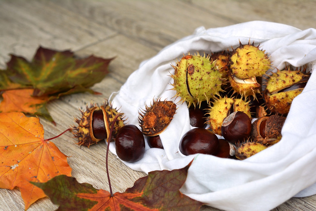 chestnuts autumn horse chestnut free photo