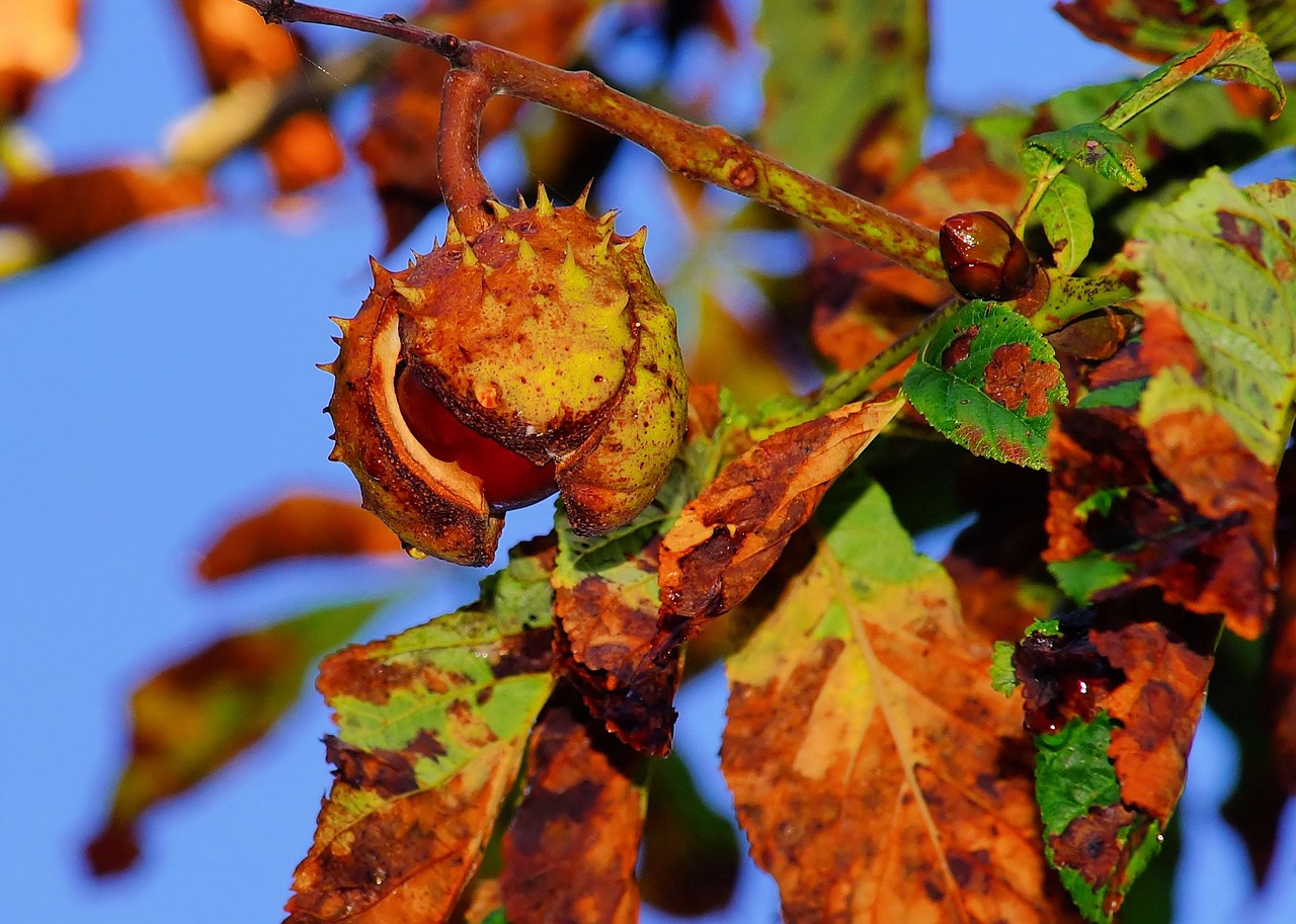 chestnut autumn chestnut tree free photo