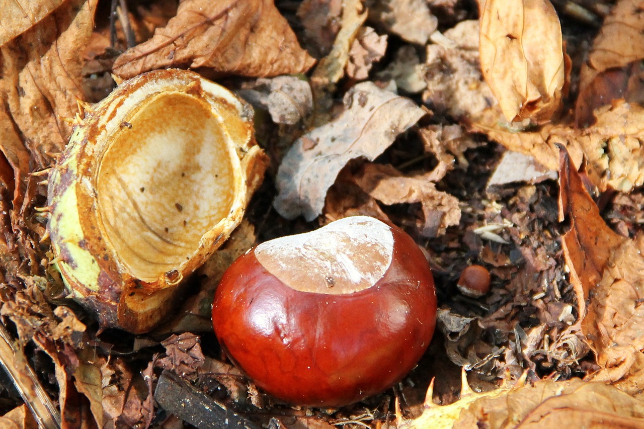 chestnut buckeye autumn free photo