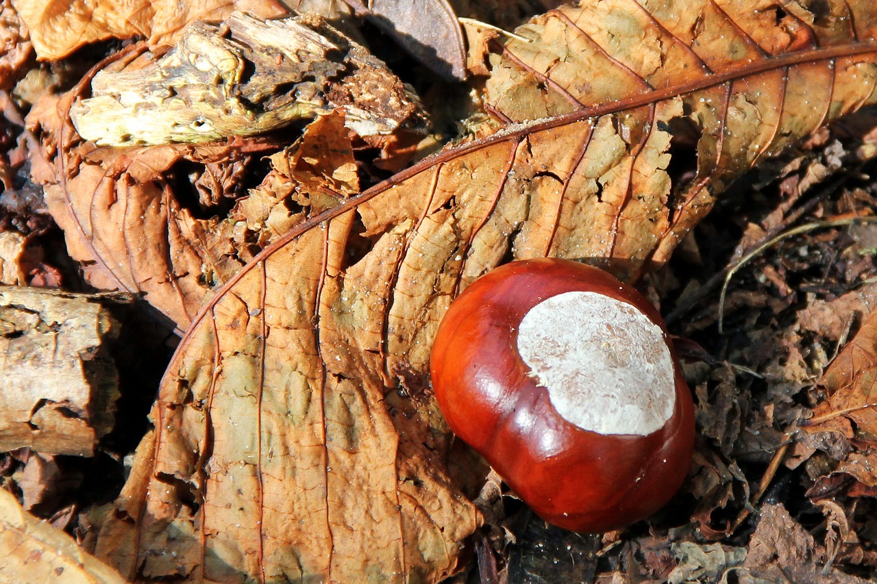 chestnut buckeye autumn free photo