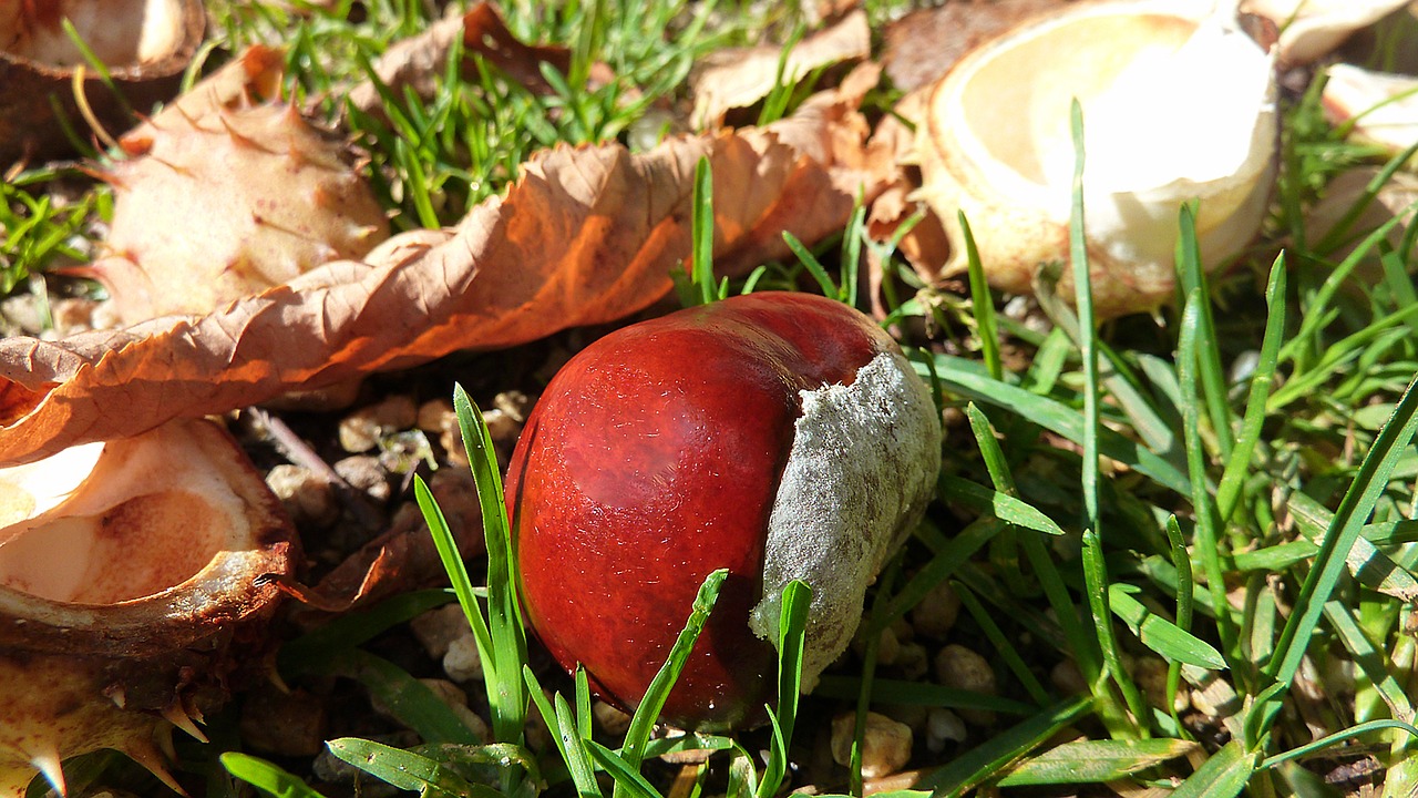 chestnut chestnut nuts chestnut fruit free photo