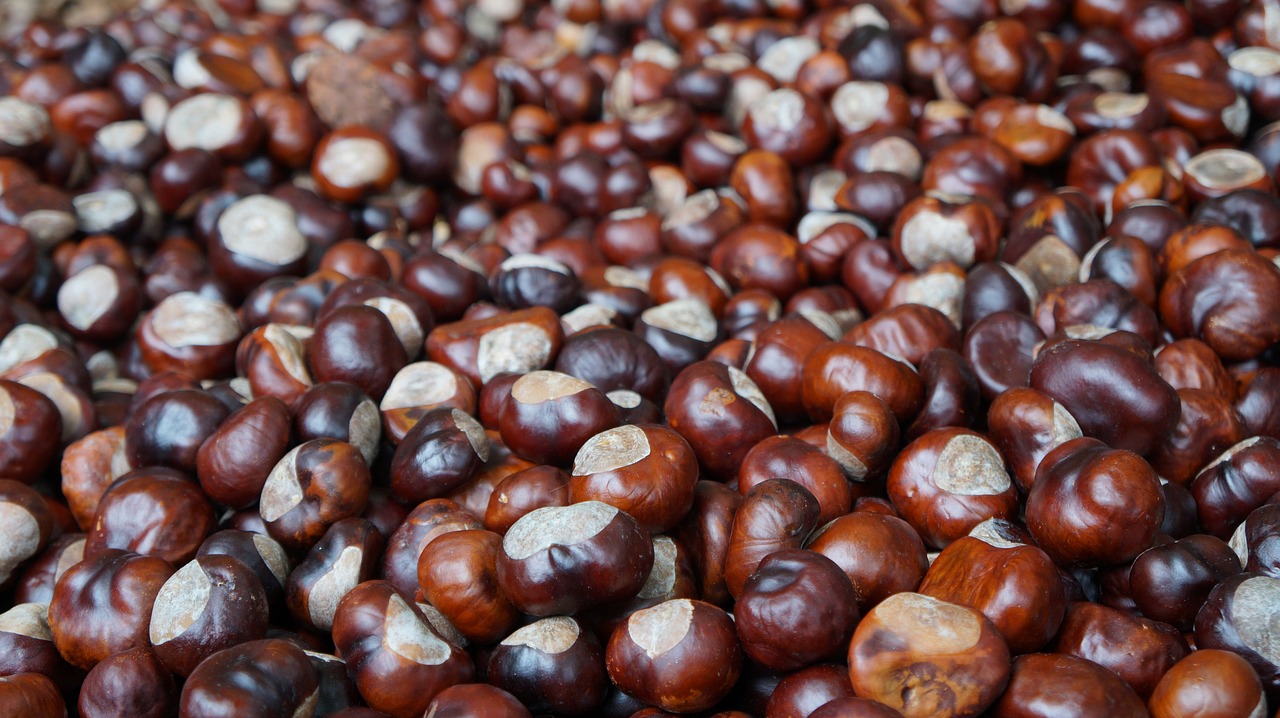 chestnut brown horse chestnut free photo