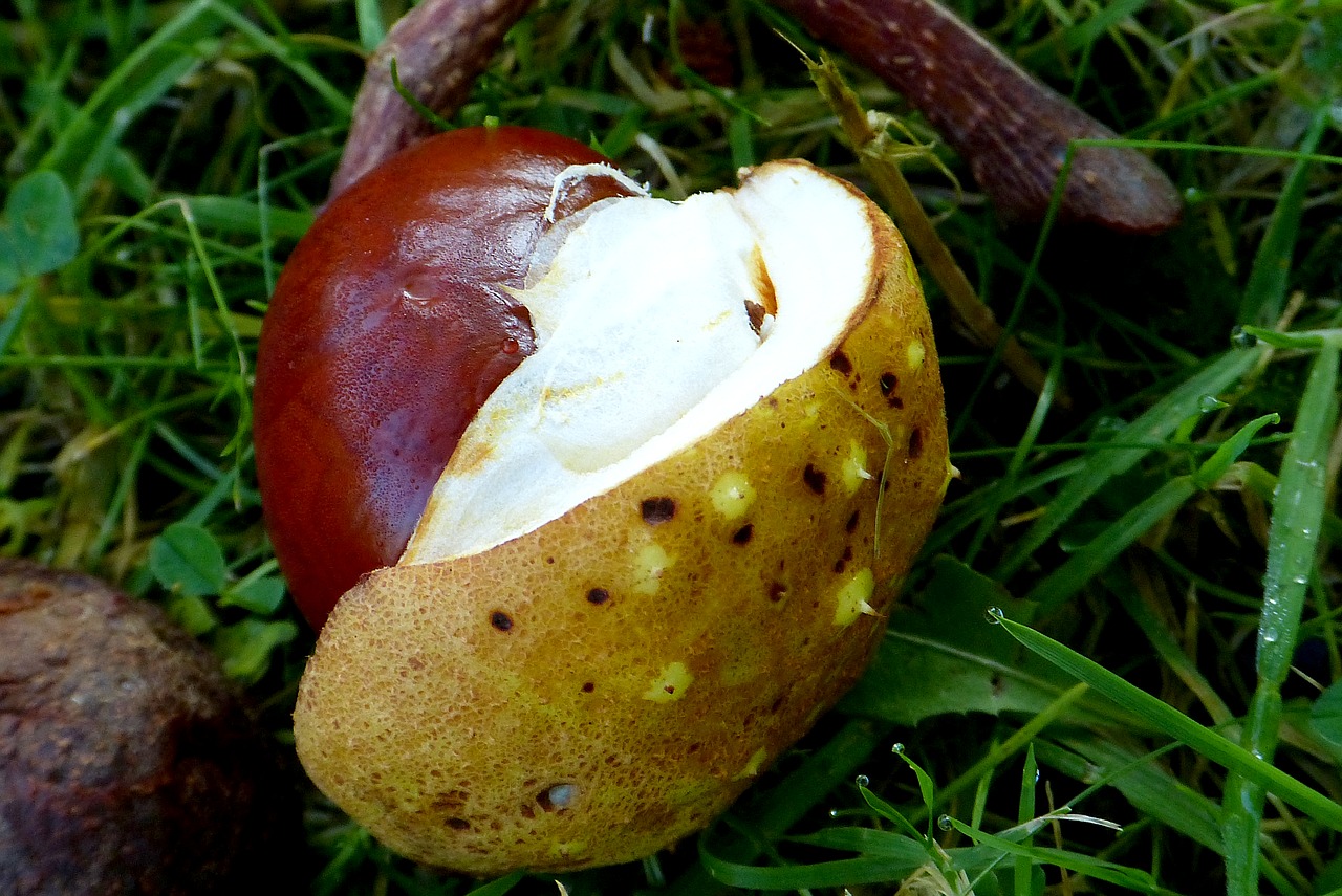 chestnut autumn leaves free photo