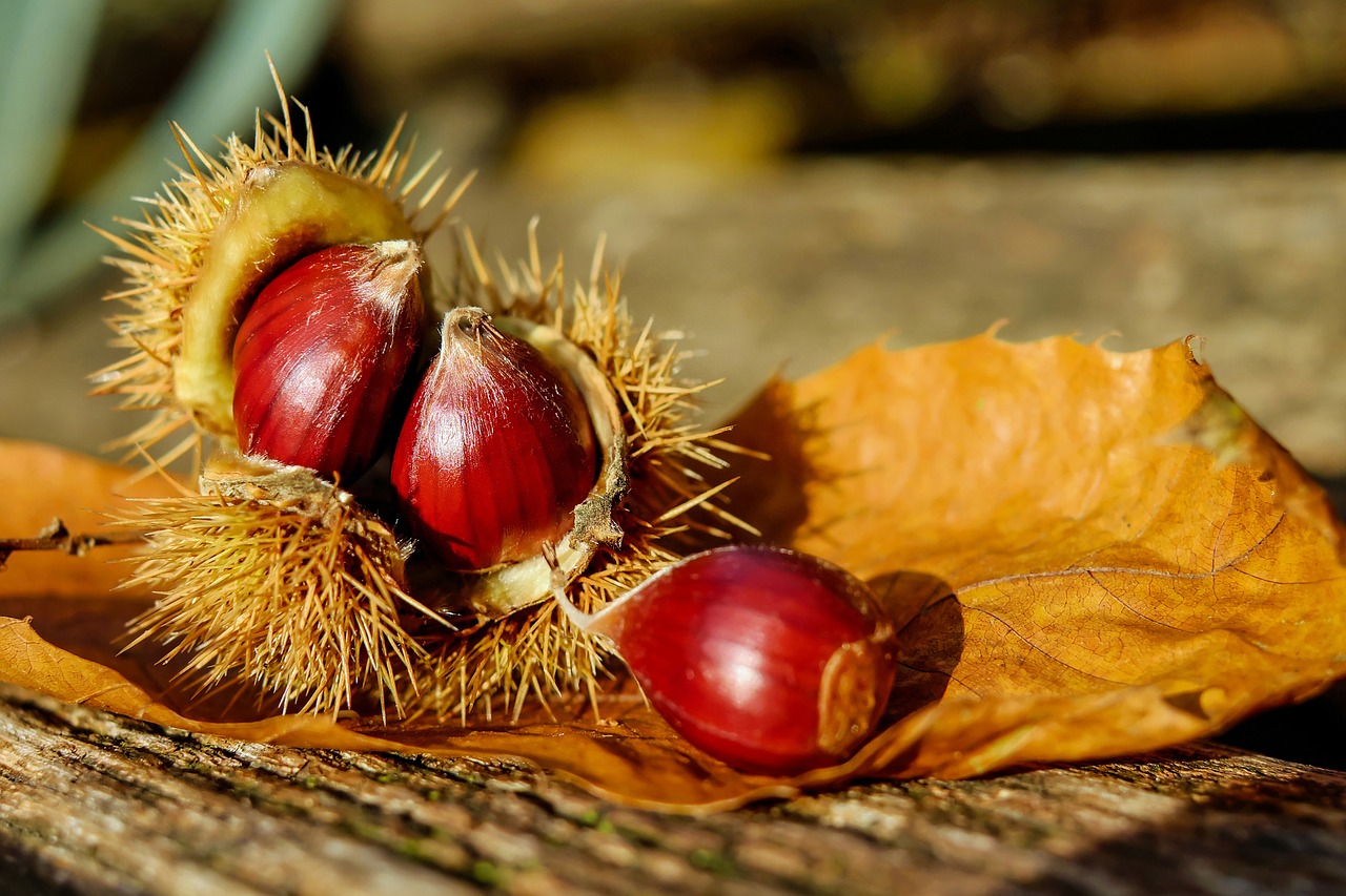 chestnut chestnuts fruit free photo