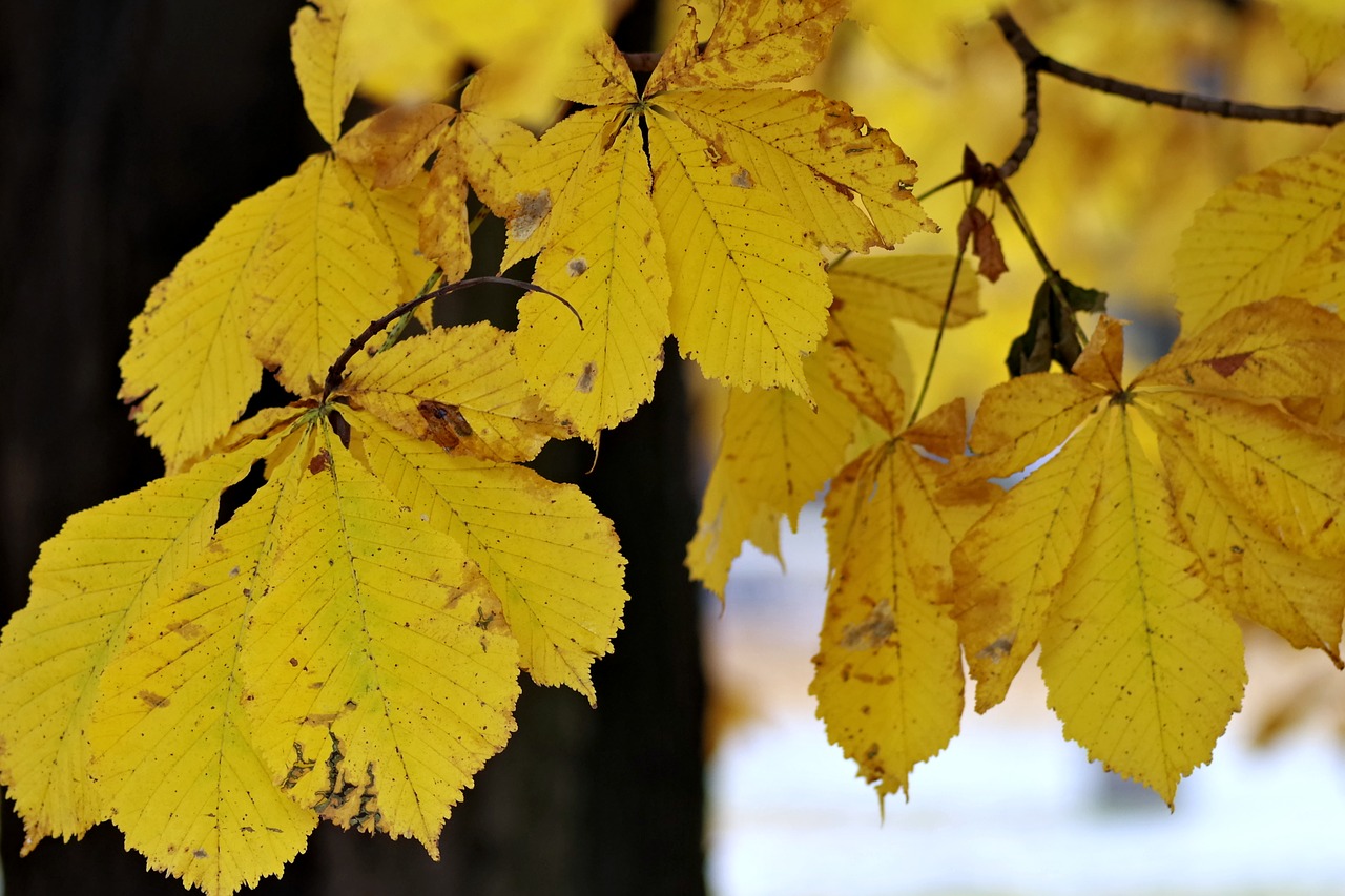 chestnut foliage yellow free photo