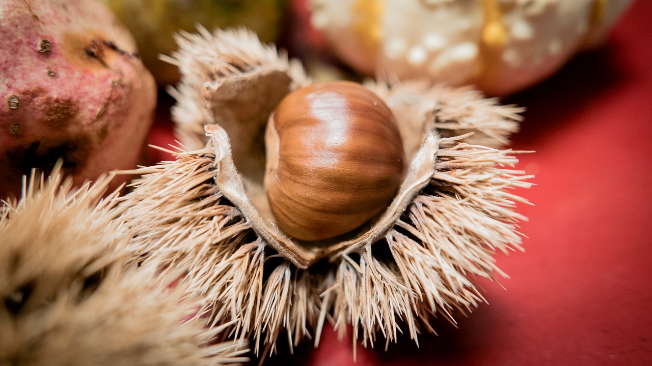 chestnut chestnut shell fruit cups free photo