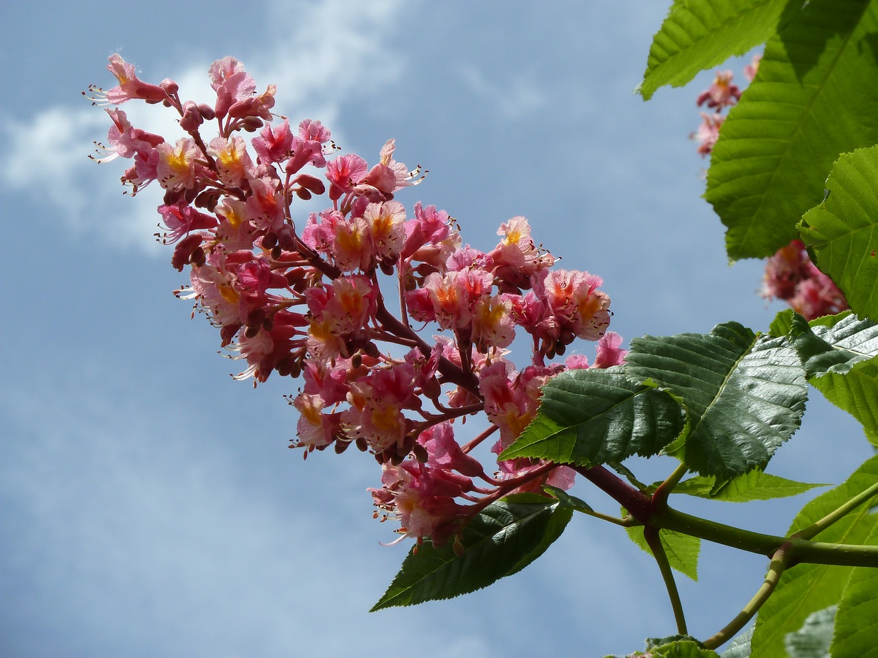 chestnut blossom bloom free photo