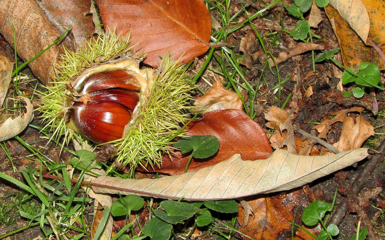 chestnut castanea sativa sweet chestnuts free photo
