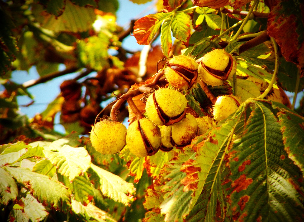 chestnut nature plants free photo