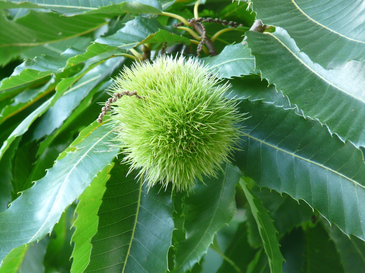 chestnut tree fruit free photo
