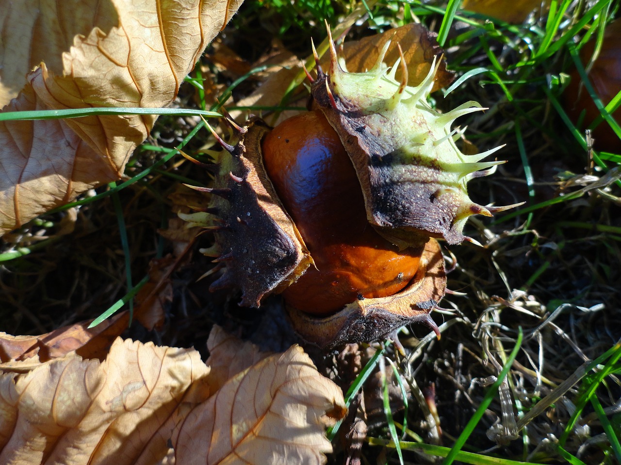 chestnut on the grass free photo