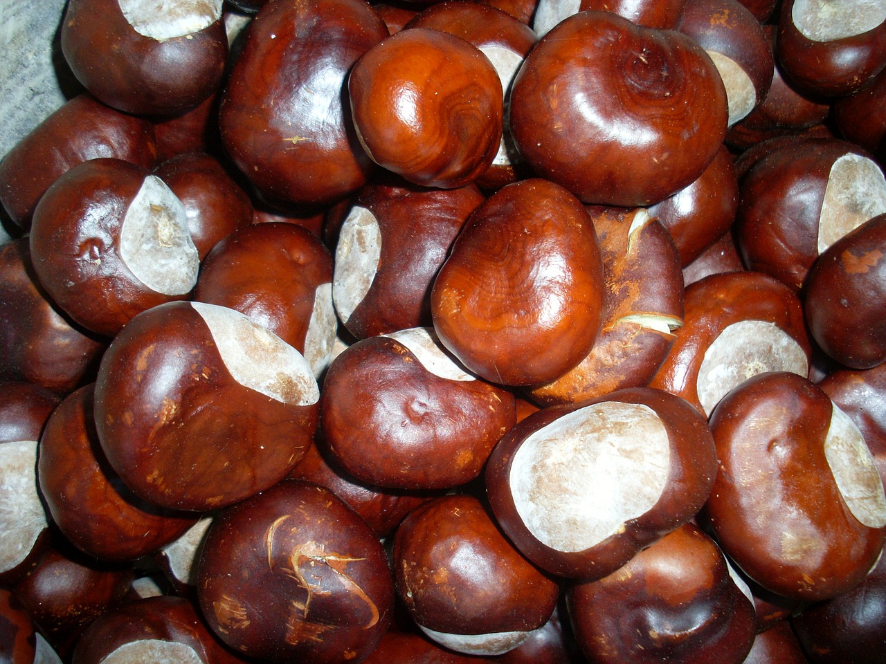 chestnut autumn nuts free photo