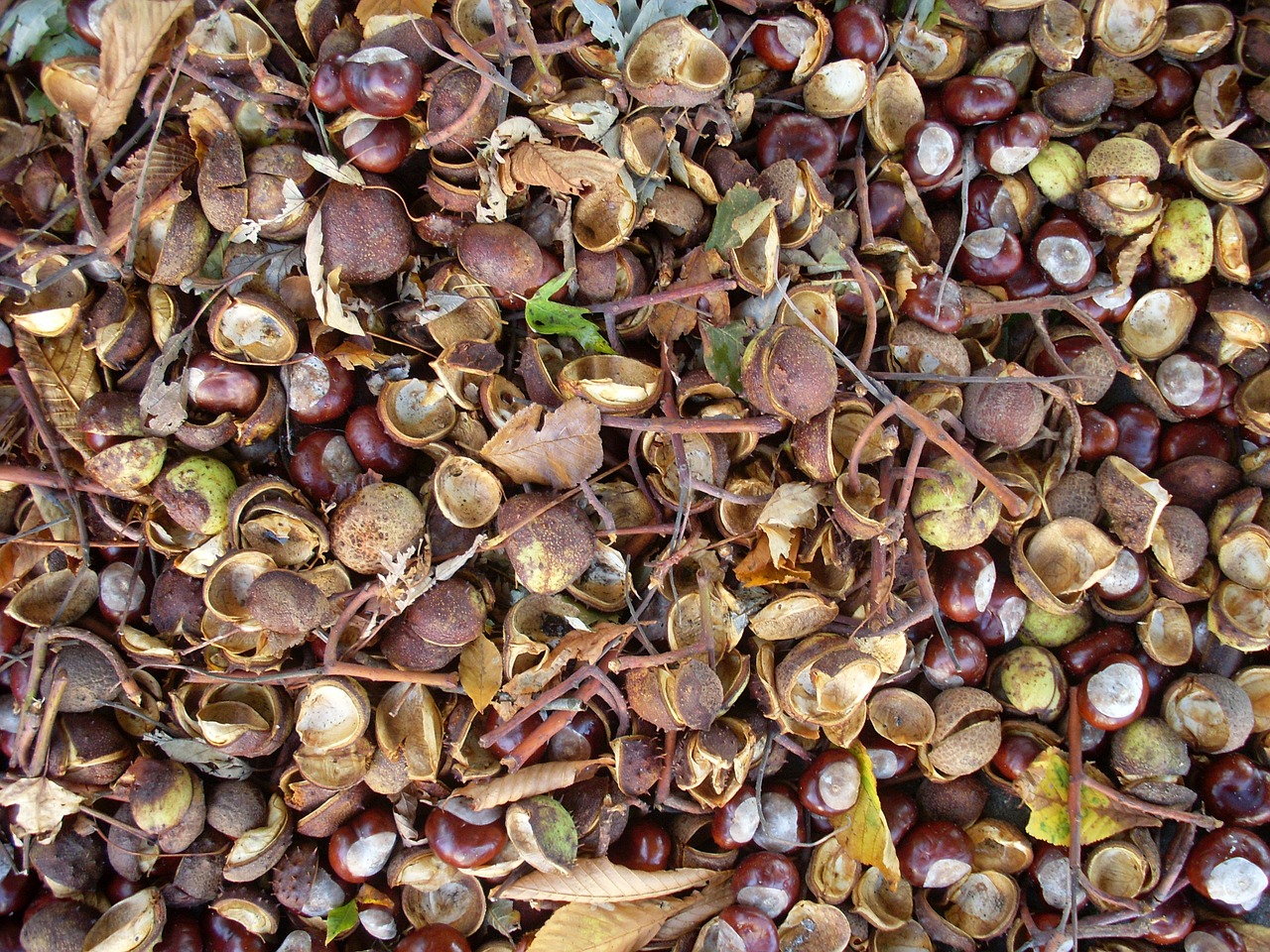 chestnut autumn october free photo