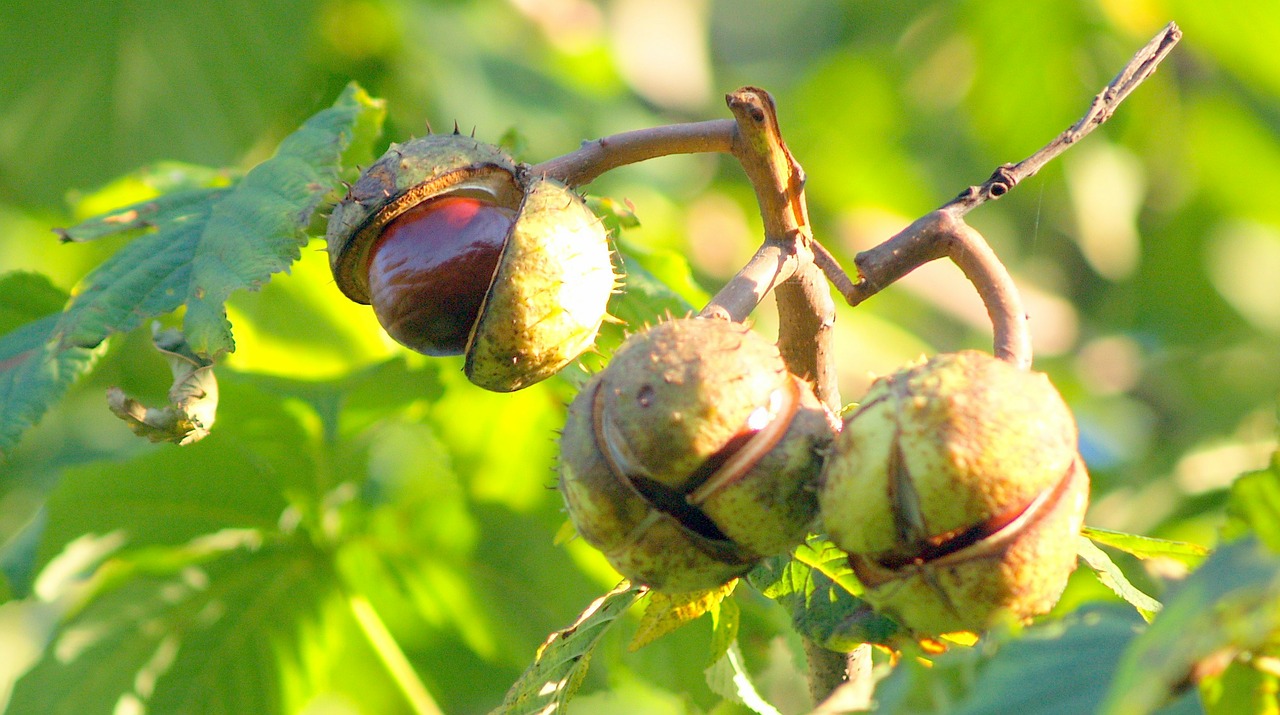 chestnut autumn fruit free photo