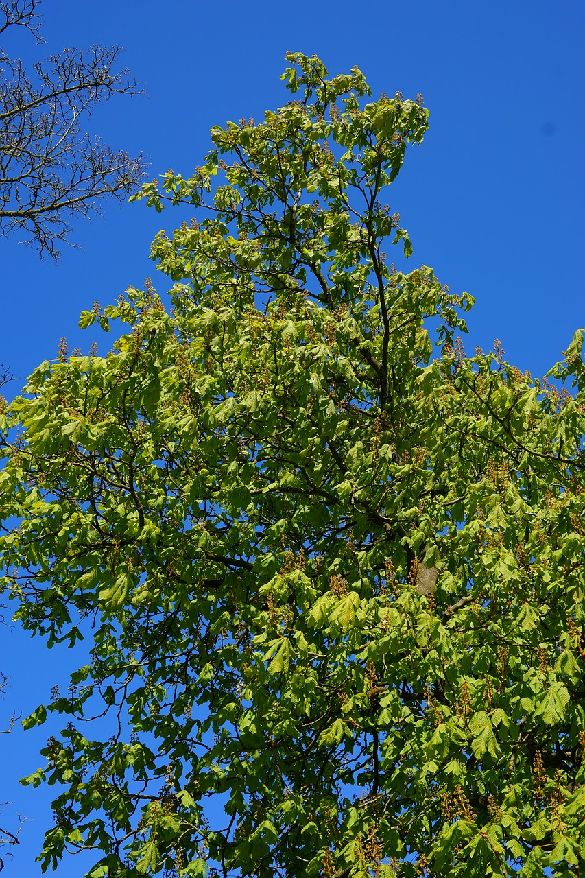 chestnut spring tree free photo