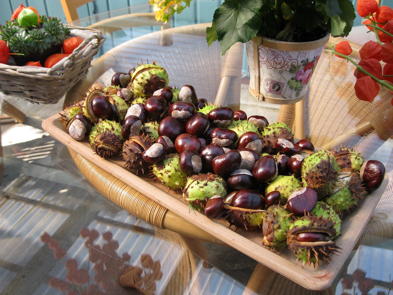 chestnut autumn decoration free photo