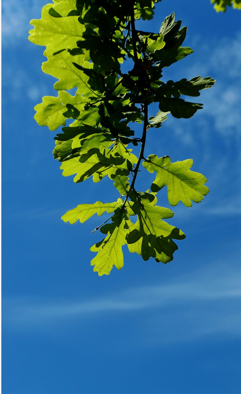 chestnut tree chestnut tree free photo