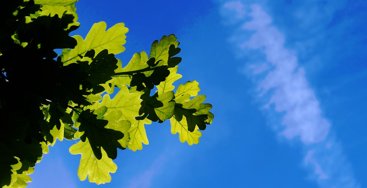 chestnut tree chestnut tree free photo