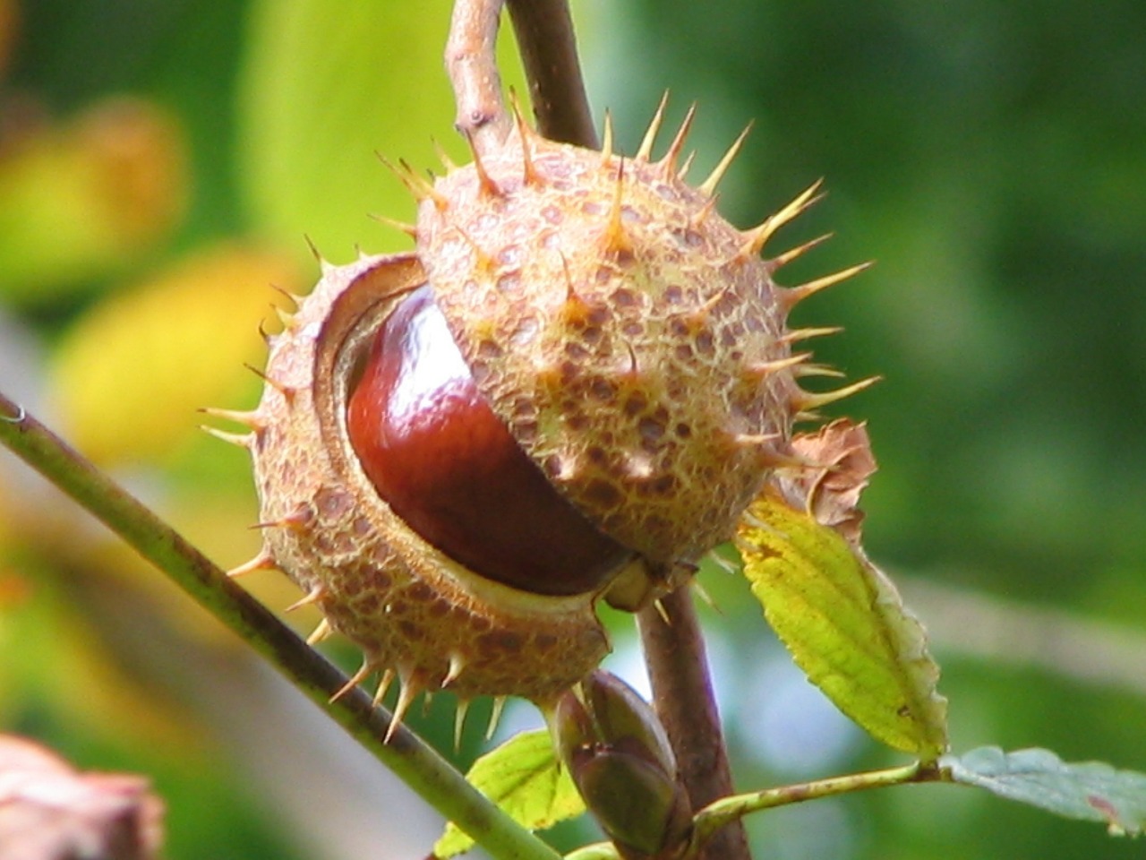 chestnut plant autumn free photo