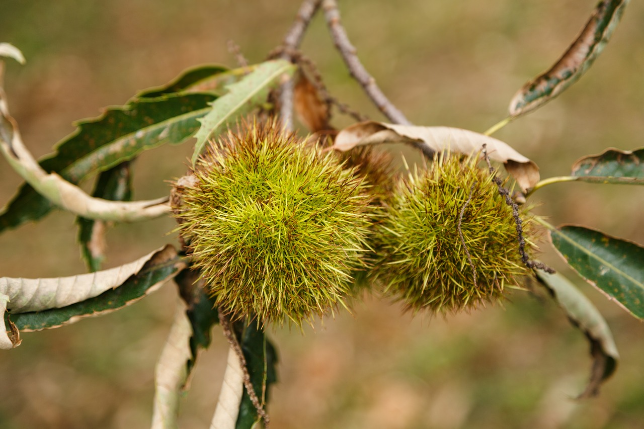 chestnut branch green free photo