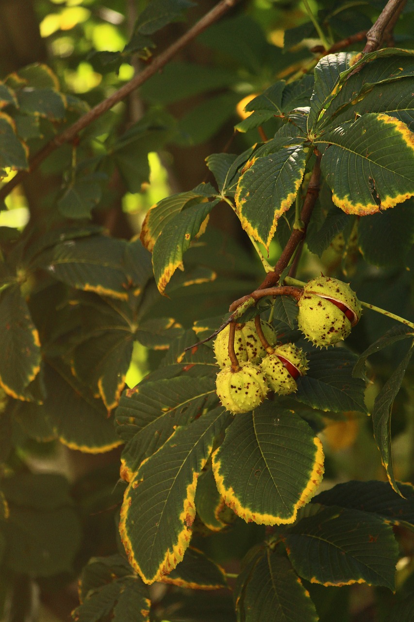 chestnut summer heat free photo