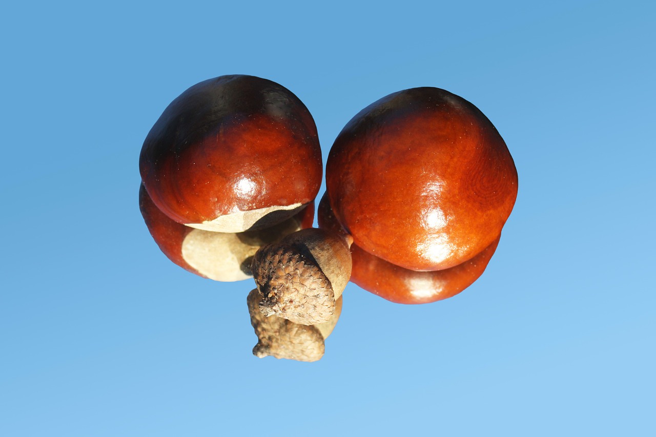 chestnut acorn shiny free photo