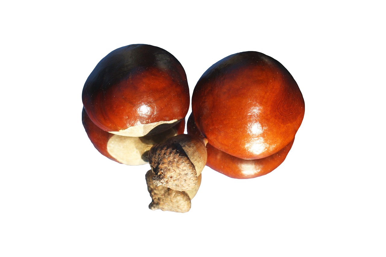 chestnut acorn shiny free photo