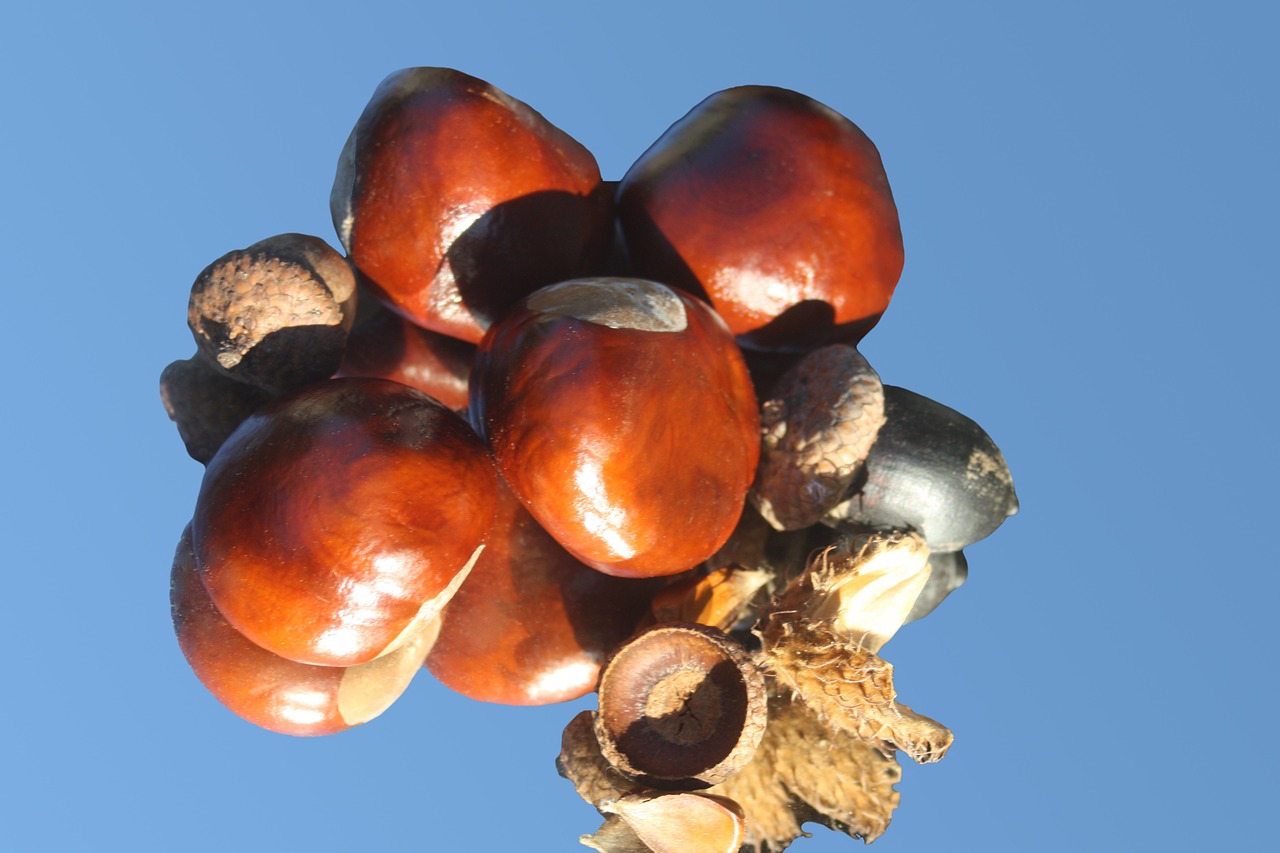 chestnut horse chestnut brown free photo