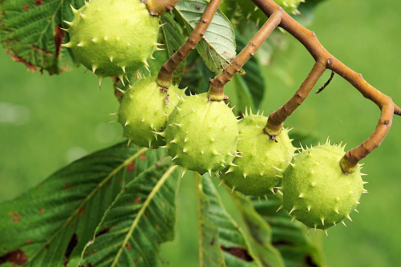 chestnut tree leaves free photo