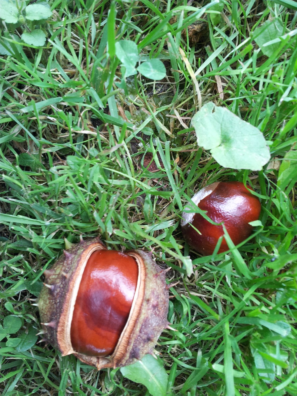 chestnut chestnuts conker free photo