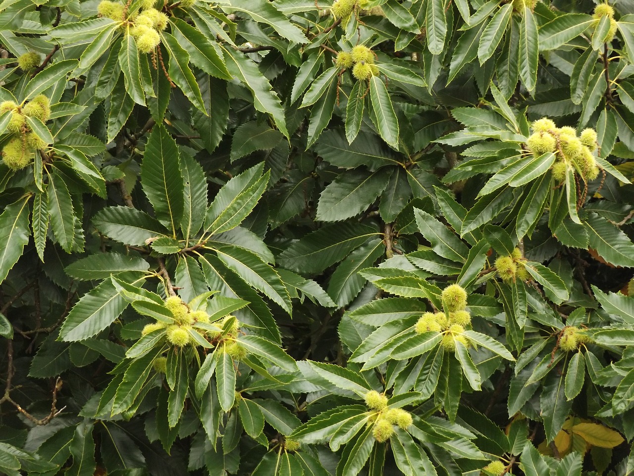 chestnut tree nature free photo