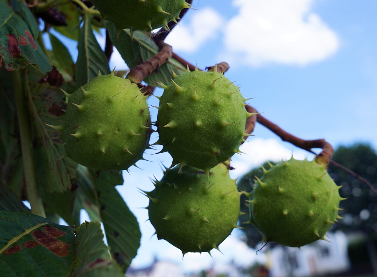 chestnut tree autumn free photo