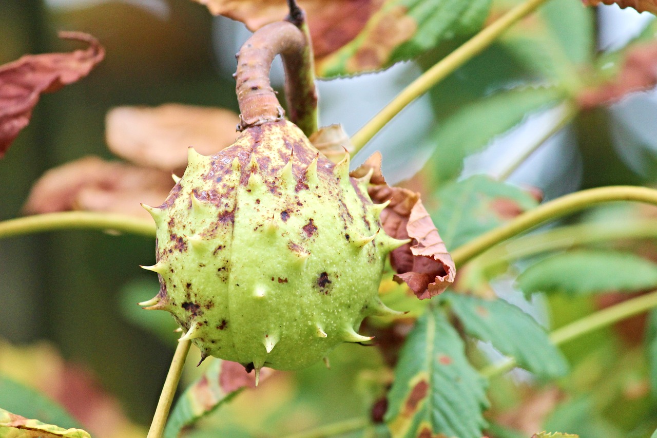 chestnut fruit spur free photo