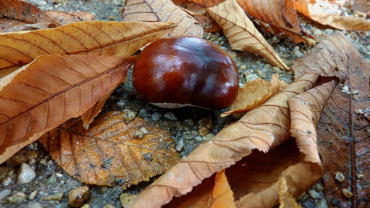 chestnut autumn autumn forest free photo