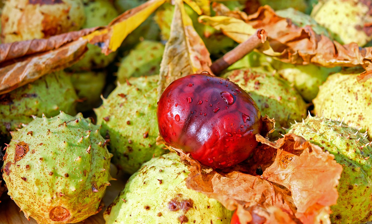 chestnut buckeye common rosskastanie free photo