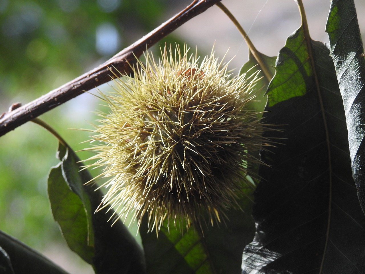 chestnut curly needles free photo