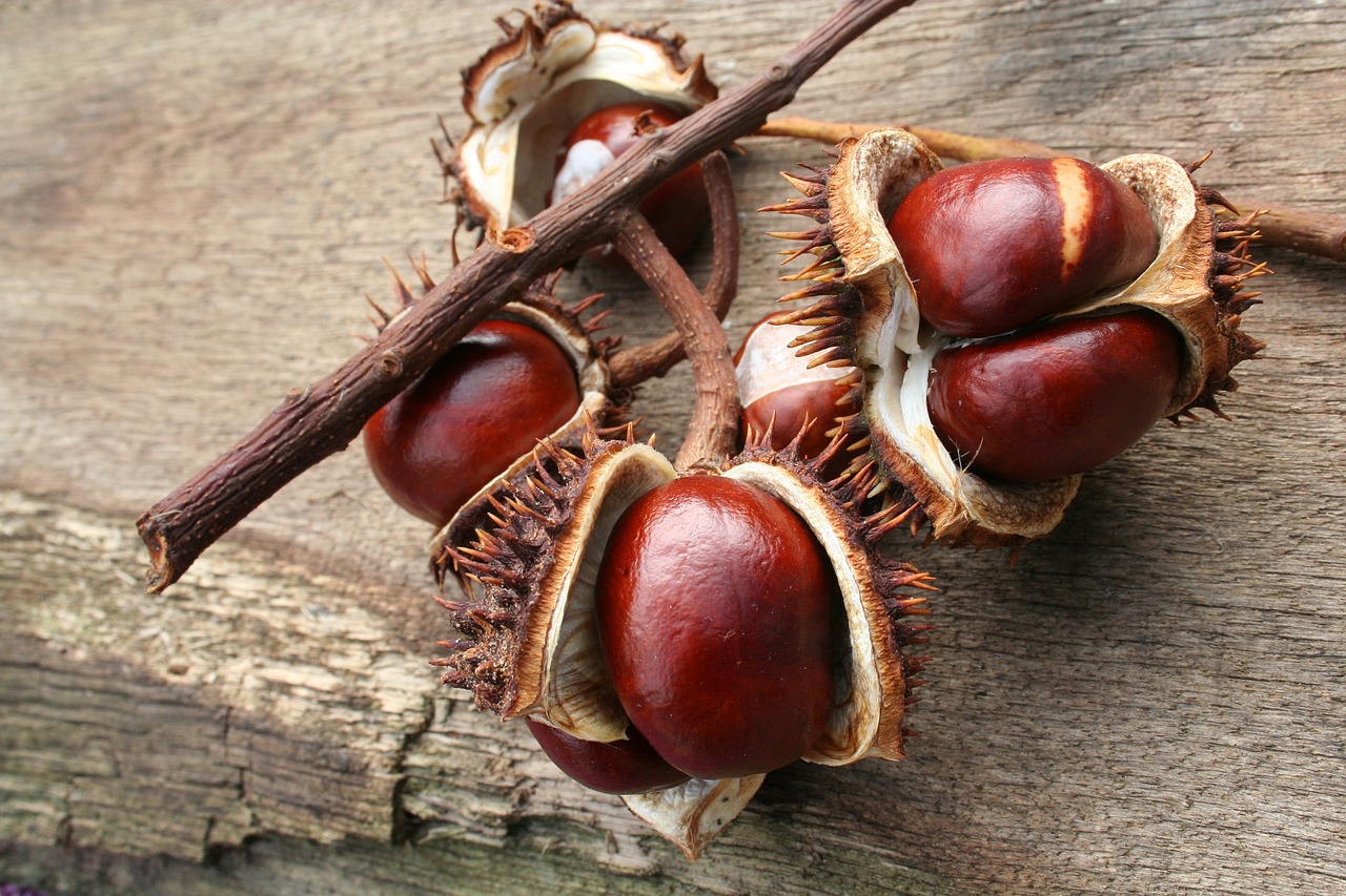 chestnut autumn leaves free photo