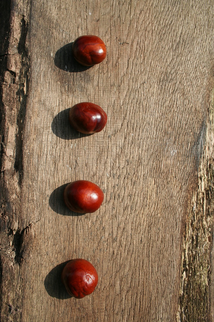 chestnut chestnut tree buckeye free photo